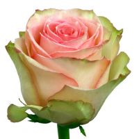 капустная роза цена 70-120р