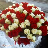 красно-белые розы
